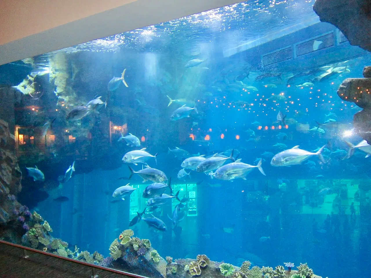 Dubai Mall Aquarium