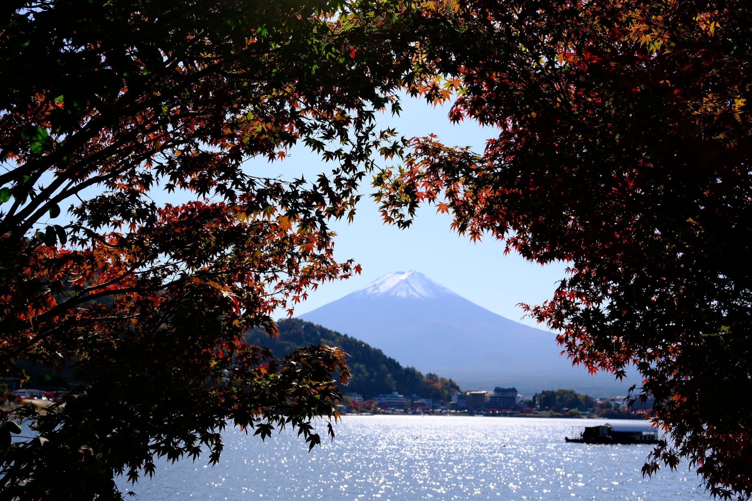 Snow-capped Mount Fuji seen through an arch of autumn maple branches over Lake Kawaguchiko